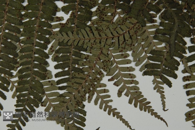 頂囊肋毛蕨藏品圖，第5張