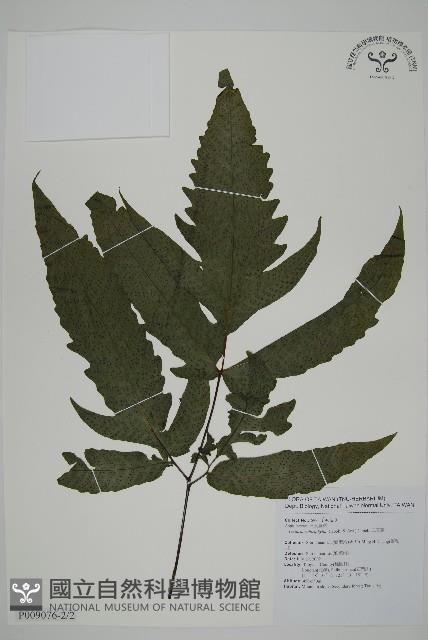 三叉蕨藏品圖，第5張