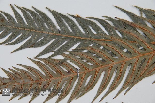 東方狗脊蕨藏品圖，第5張