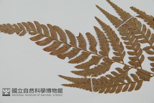 小葉複葉耳蕨藏品圖，第5張