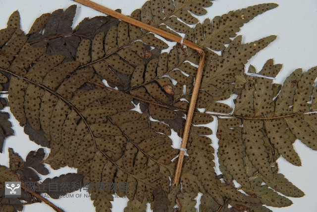 中華複葉耳蕨藏品圖，第5張