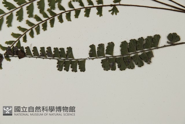 馬來鐵線蕨藏品圖，第5張