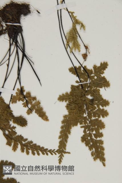 線裂鐵角蕨藏品圖，第5張