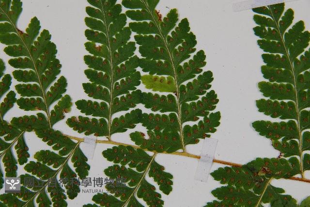 邊緣鱗蓋蕨藏品圖，第5張