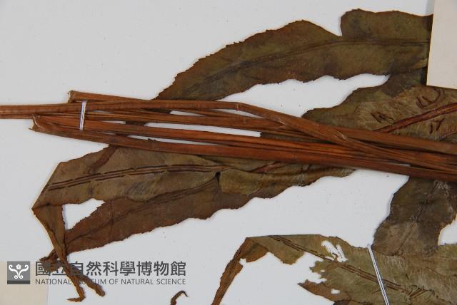 崇澍蕨藏品圖，第5張