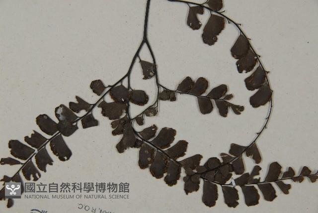 扇葉鐵線蕨藏品圖，第4張