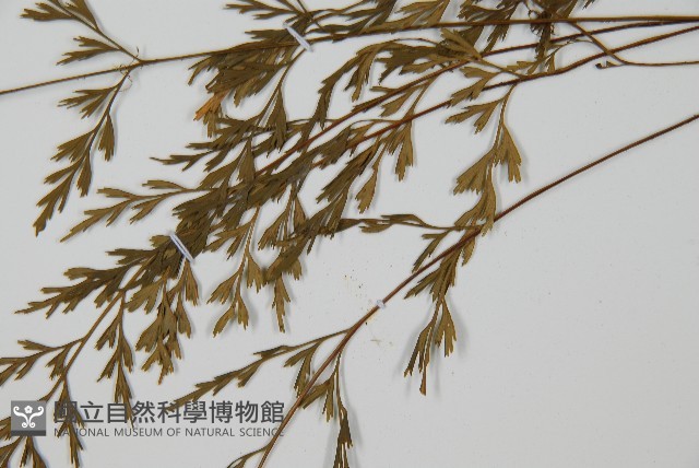 威氏鐵角蕨藏品圖，第5張