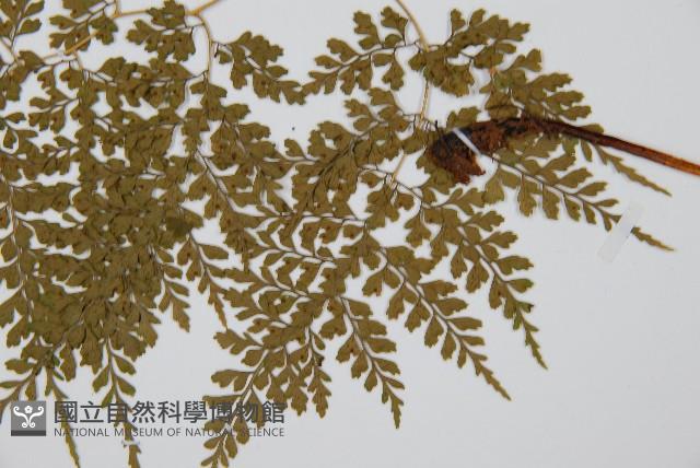 彎柄假複葉耳蕨藏品圖，第5張