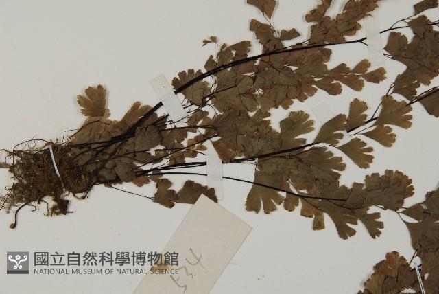 鐵線蕨藏品圖，第5張