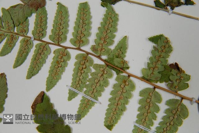 能高鱗毛蕨藏品圖，第5張