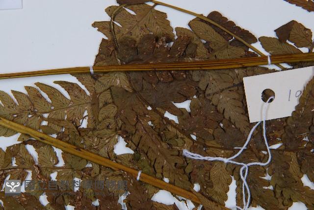 淡綠短腸蕨藏品圖，第4張