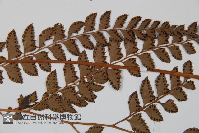 斜方複葉耳蕨藏品圖，第4張