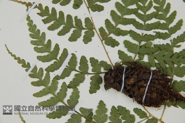 長苞雙蓋蕨、鱗柄雙蓋蕨藏品圖，第5張