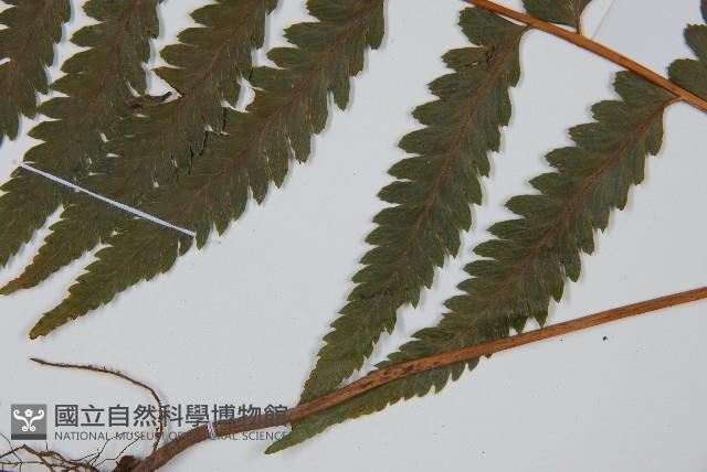 邊緣鱗蓋蕨藏品圖，第5張