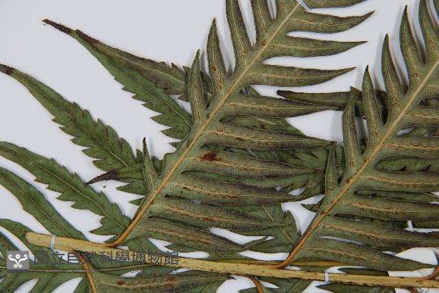 臺灣狗脊蕨藏品圖，第5張