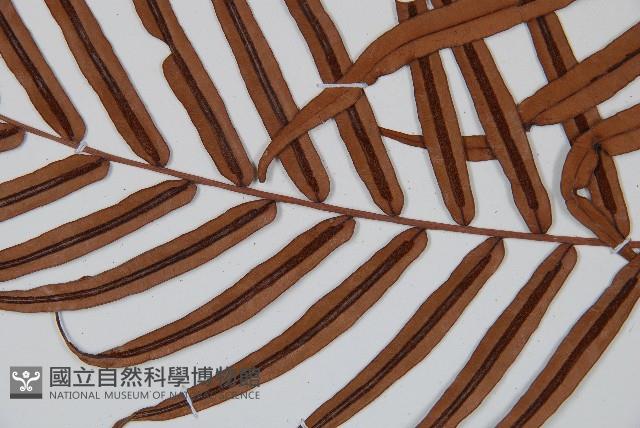 烏毛蕨藏品圖，第4張