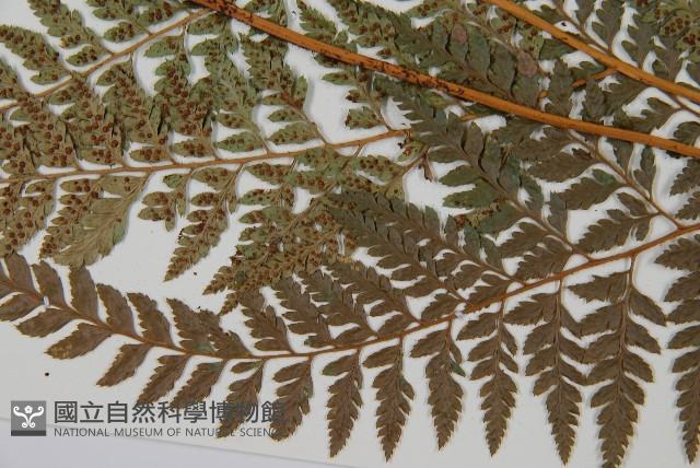 小葉複葉耳蕨藏品圖，第5張