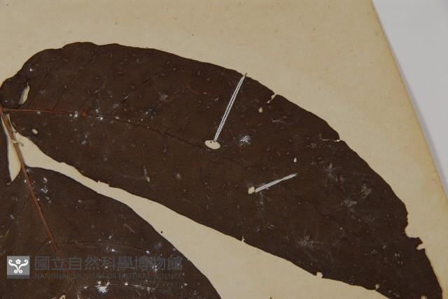 南投三叉蕨藏品圖，第5張