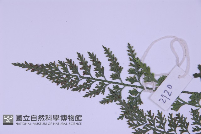 海金沙藏品圖，第4張