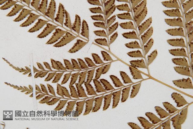 斜方複葉耳蕨藏品圖，第4張
