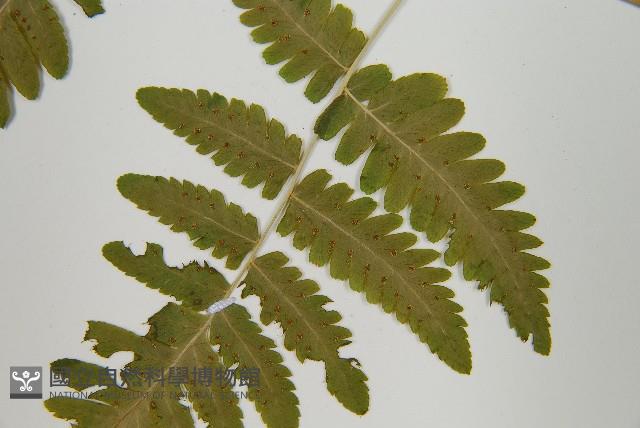 羽節蕨藏品圖，第5張