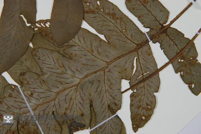 假腸蕨藏品圖，第5張