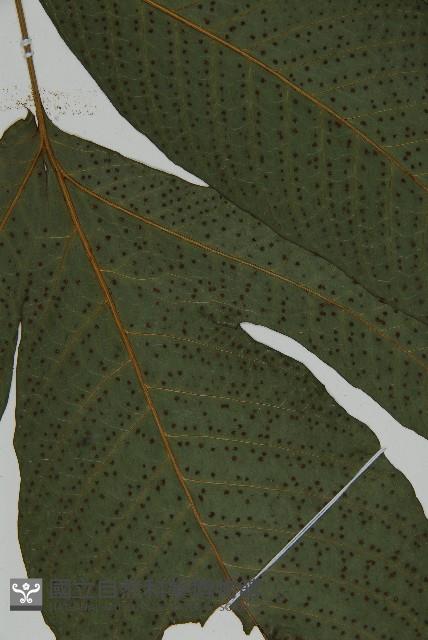 三叉蕨藏品圖，第5張