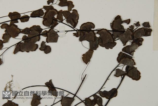 半月形鐵線蕨藏品圖，第5張