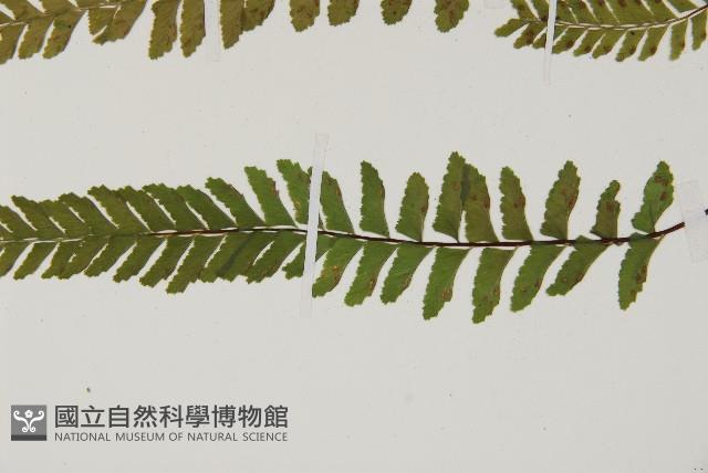 複齒鐵角蕨藏品圖，第5張