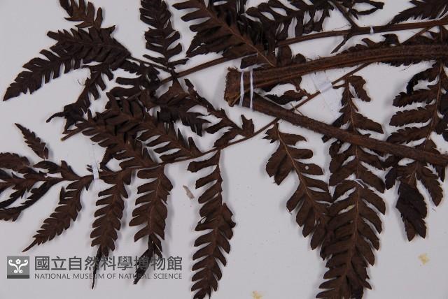 肋毛蕨藏品圖，第5張