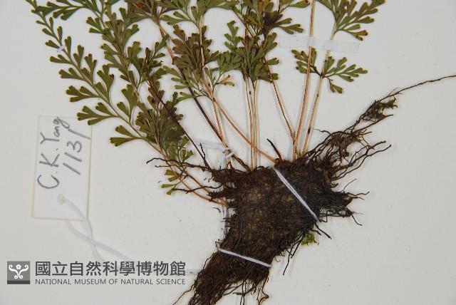 烏蕨藏品圖，第5張