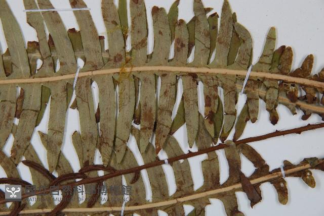 韓氏羅曼蕨藏品圖，第5張