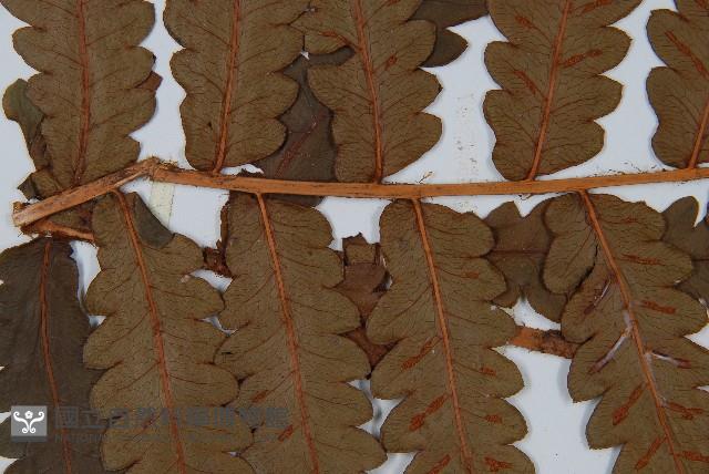 日本狗脊蕨藏品圖，第5張