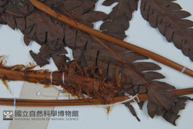 日本狗脊蕨藏品圖，第4張