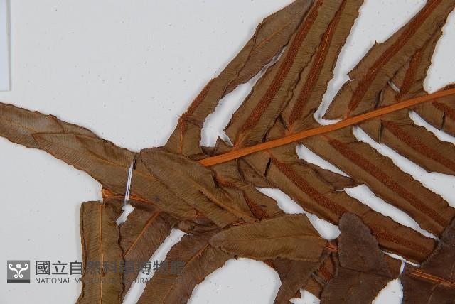 登錄號:P008486藏品圖，第5張