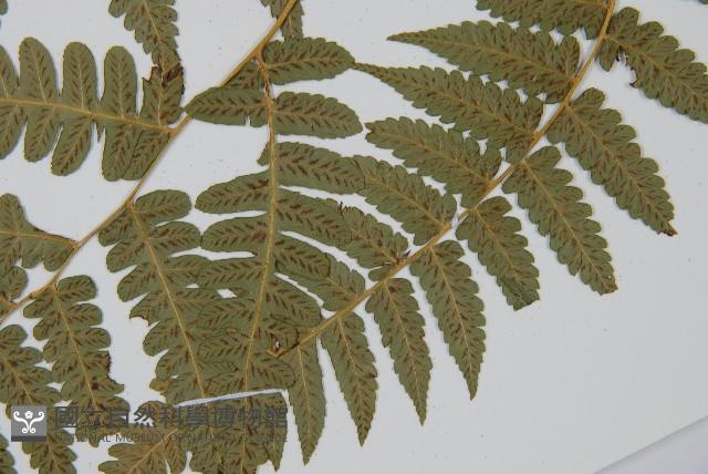 刺柄雙蓋蕨藏品圖，第5張