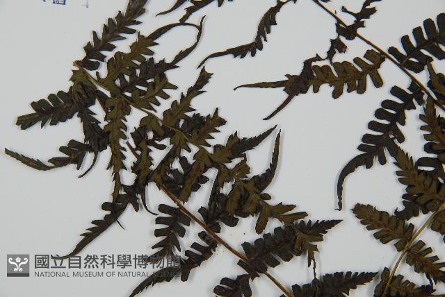 川上氏雙蓋蕨藏品圖，第5張