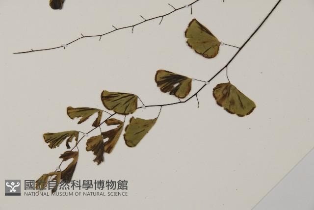 半月形鐵線蕨藏品圖，第4張