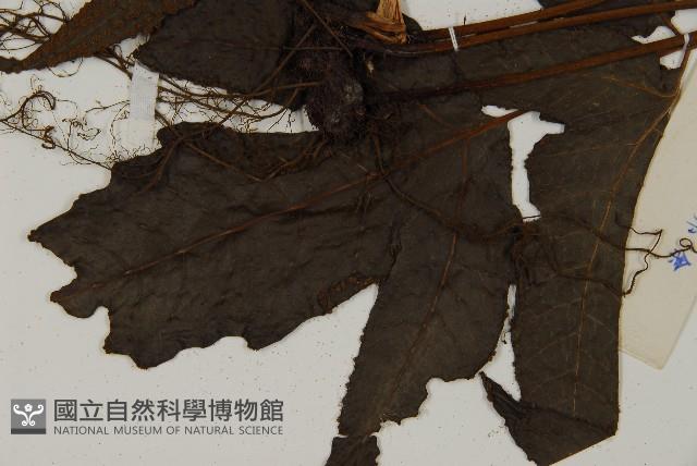 三叉蕨藏品圖，第5張