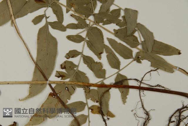 臺灣鳳丫蕨藏品圖，第5張