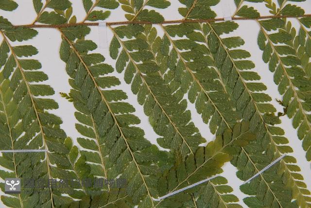 粗毛鱗蓋蕨藏品圖，第5張