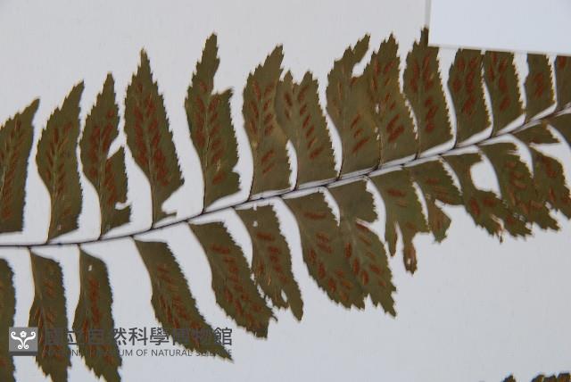 單邊鐵角蕨藏品圖，第5張