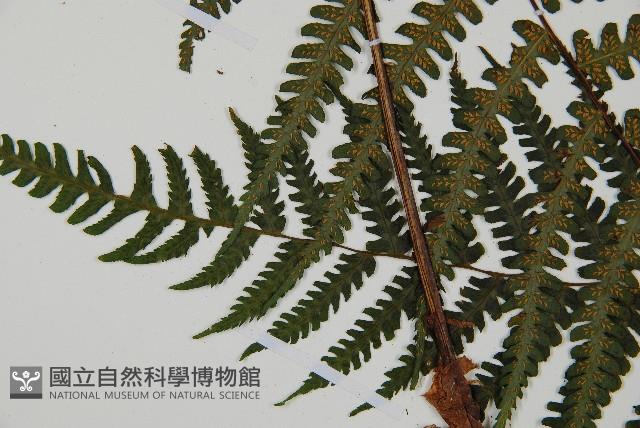 深山蹄蓋蕨藏品圖，第5張