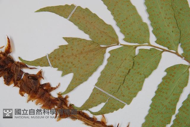 披針貫眾蕨藏品圖，第5張