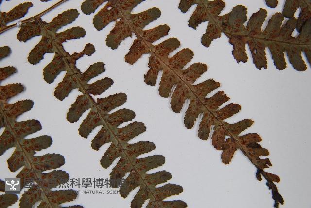 亞蹄蓋蕨藏品圖，第5張