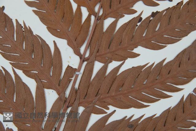 臺灣狗脊蕨藏品圖，第4張