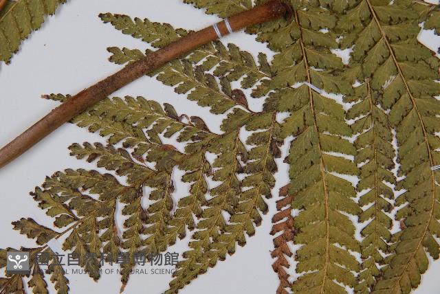 Accession Number:P006922 Collection Image, Figure 5, Total 5 Figures