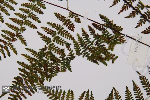 禾稈亮毛蕨藏品圖，第8張