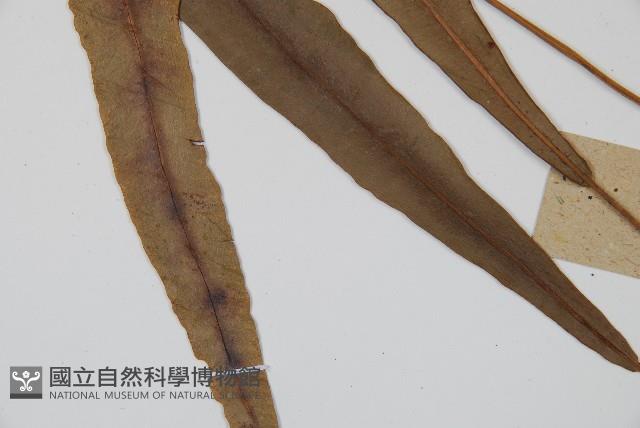 單葉雙蓋蕨藏品圖，第5張