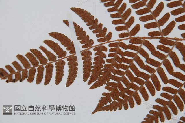 闊鱗鱗毛蕨藏品圖，第5張